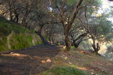 76000m² Land à Corfu, Greece No. 57195 9