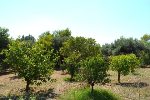 5 chambres House à Paiania, Greece No. 60088 20