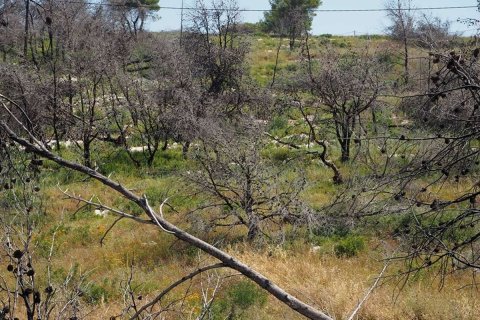 Land en Zakynthos, Greece No. 69527 5