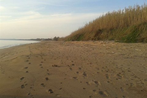Land in Elis, Greece No. 28143 15