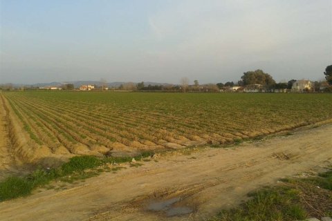 Land in Elis, Greece No. 28143 8