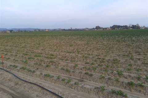 Land in Elis, Greece No. 28143 12