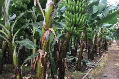 25000m² Land à Ngu Hanh Son, Vietnam No. 14604 4