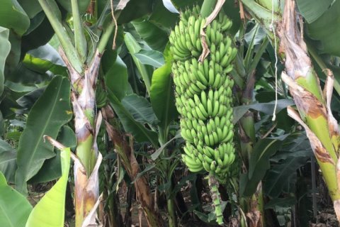 25000m² Land à Ngu Hanh Son, Vietnam No. 14604 6