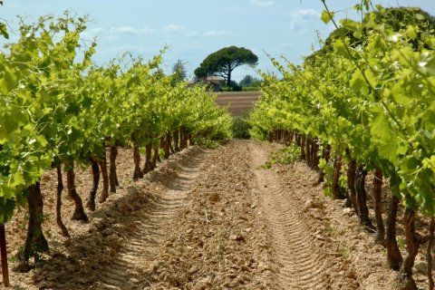 Дом 1000м² в Экс-ан-Прованс, Франция №68912 2