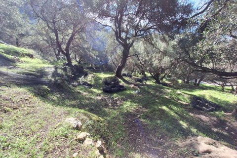 Земельный участок 5565м² в Керкира, Греция №123363 9