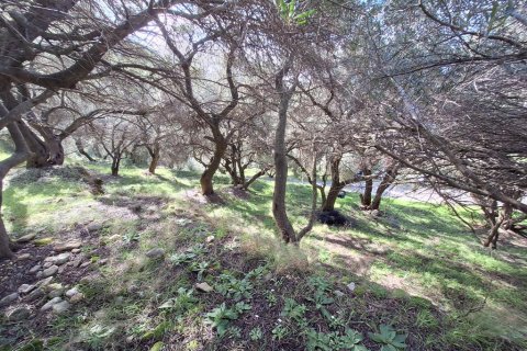 5565m² Land in Corfu, Greece No. 123363