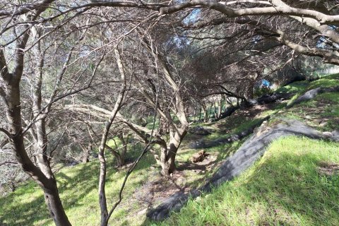 Земельный участок 5565м² в Керкира, Греция №123363 8