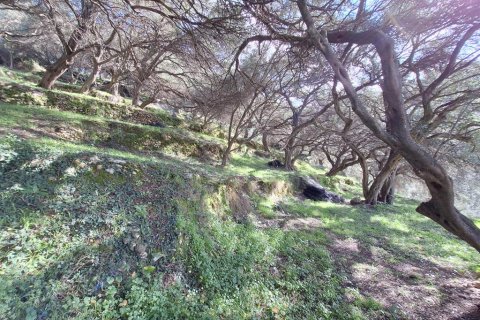 Земельный участок 5565м² в Керкира, Греция №123363 3