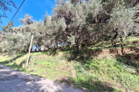 Земельный участок 5565м² в Керкира, Греция №123363 12