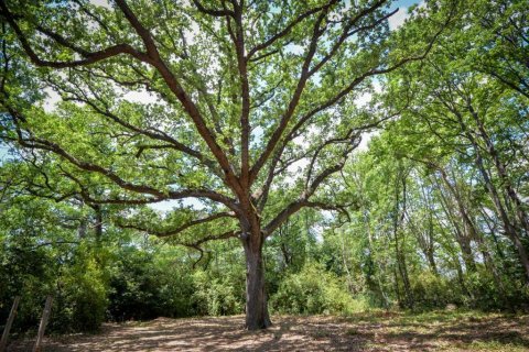 2 bedrooms Apartment in Azille, France No. 69469 21