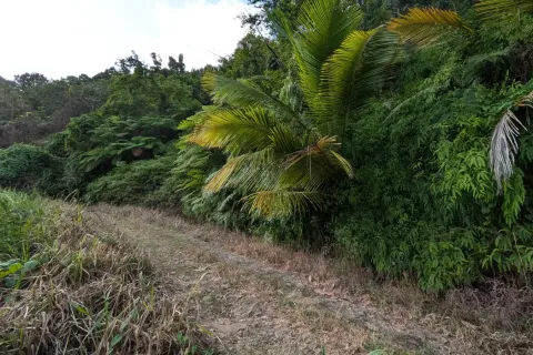 8094m² Land à La Plaine, Dominica No. 66235 14
