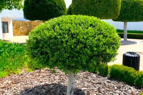 2 bedrooms Apartment in Cat Trinh, Vietnam No. 83951 4