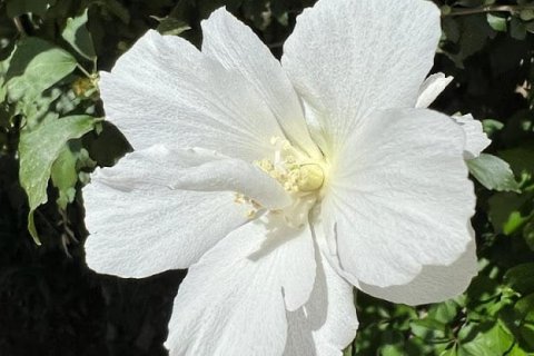 4 chambres Villa à Chau Lang, Vietnam No. 14371 16