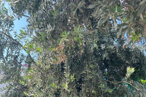 4 chambres Villa à Chau Lang, Vietnam No. 14371 14