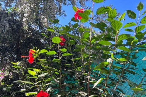 4 chambres Villa à Chau Lang, Vietnam No. 14371 6