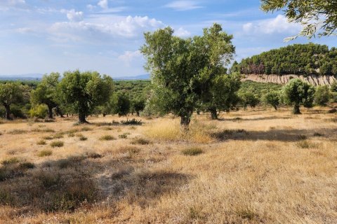 37500m² Land in Polygyros, Greece No. 55087 10