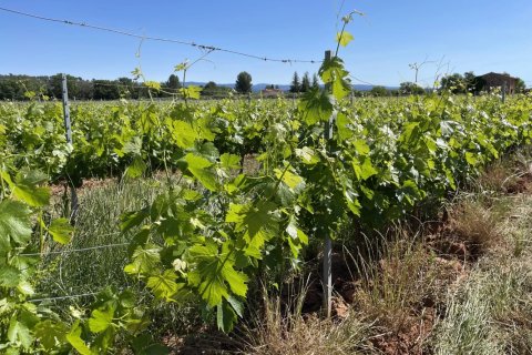 Дом 310м² в Котиньяк, Франция №68109 9