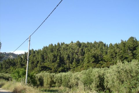 4465m² Land à Chalkidiki, Greece No. 122846 5