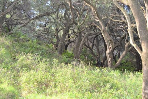 10959m² Land in Corfu, Greece No. 108459 14