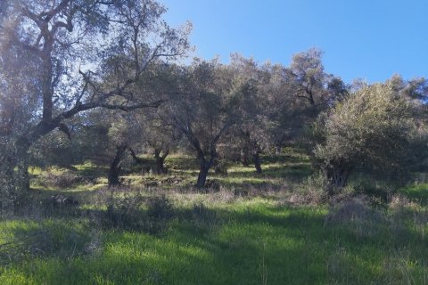 44872m² Land in Corfu, Greece No. 110092 11