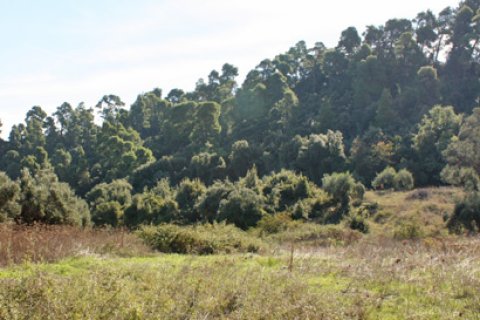 4286m² Land in Chalkidiki, Greece No. 109722 2