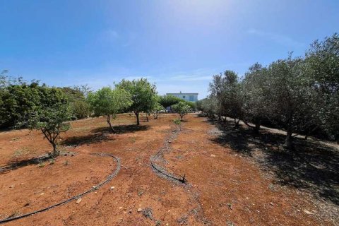 5 chambres House à Protaras, Cyprus No. 29724 7