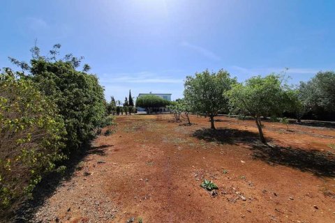 5 chambres House à Protaras, Cyprus No. 29724 8