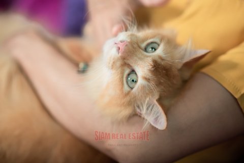 Отель, гостиница с 18 спальнями в Ао-Нанг, Таиланд №97412 12