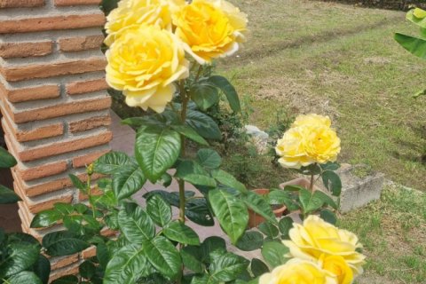 3 bedrooms Properties in Phuoc Nghia, Vietnam No. 92338 7