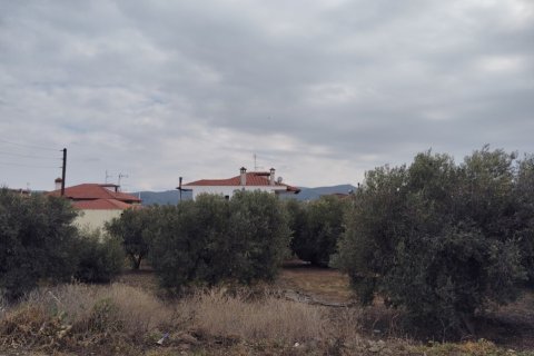 1305m² Land in Polygyros, Greece No. 54543 5