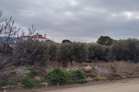 1305m² Land in Polygyros, Greece No. 54543 6