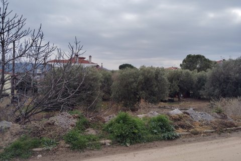 1305m² Land in Polygyros, Greece No. 54543 10