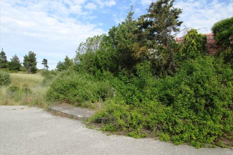 10000m² Land en Chalkidiki, Greece No. 60355 6