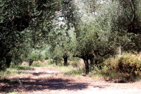 3510m² Land in Kalamata, Greece No. 59421 2