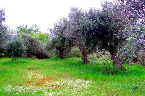 3510m² Land in Kalamata, Greece No. 59421 4