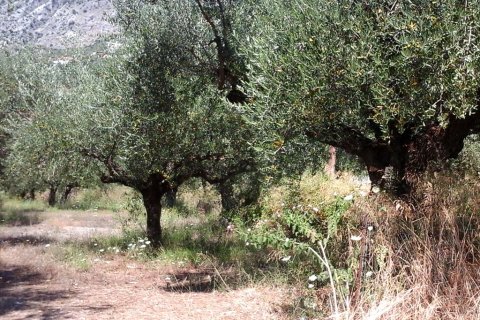 3510m² Land in Kalamata, Greece No. 59421 3