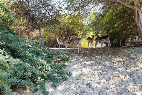 756m² Land in Rayhanah Avenue, Vietnam No. 95210 8