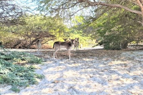 756m² Land in Rayhanah Avenue, Vietnam No. 95210 9