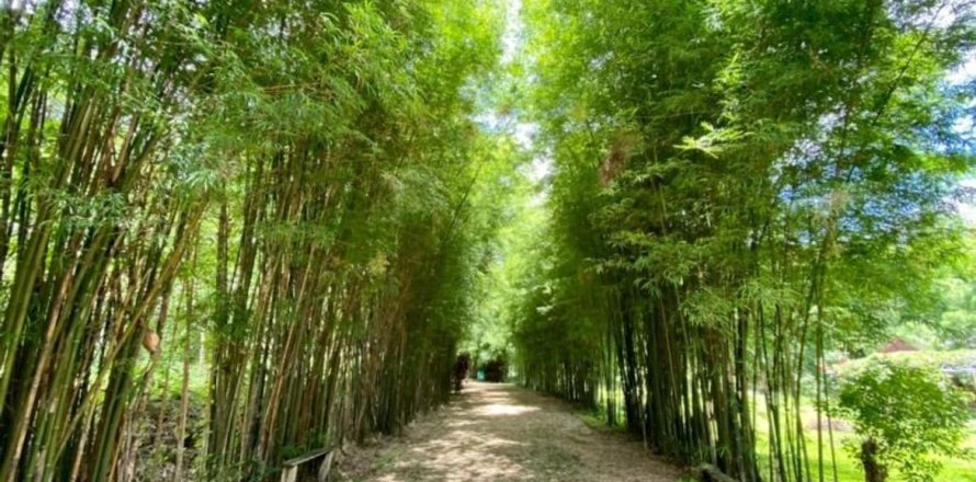 5 bedrooms House in Chiang Mai, Thailand No. 2585