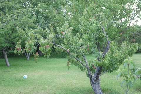 4 bedrooms House in Kamena Vourla, Greece No. 107522 12