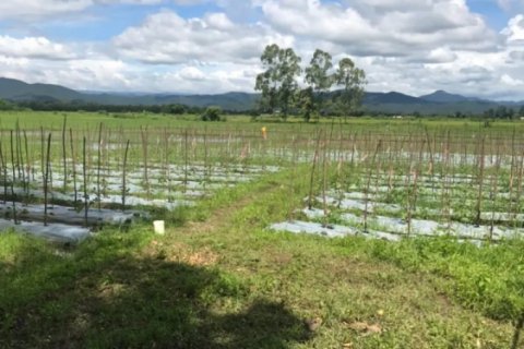 20 bedrooms Land in Chiang Mai, Thailand No. 1478 2