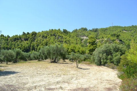12300m² Land in Chalkidiki, Greece No. 58530 7