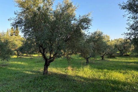 Дом 350м² в Закинтос, Греция №108888 29