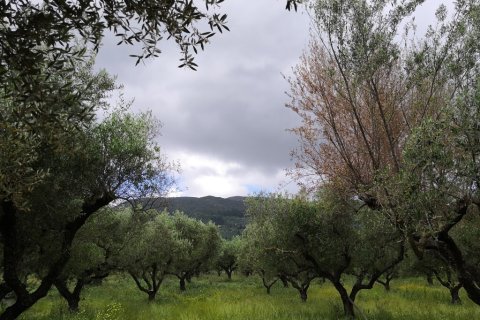 Дом 350м² в Закинтос, Греция №108888 30