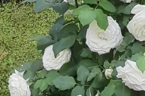 2 chambres House à Vilia, Greece No. 107632 20