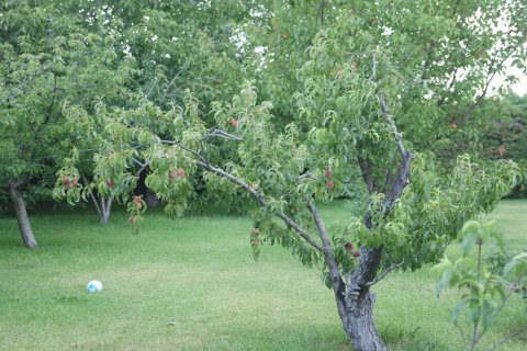 4 dormitorios House en Kamena Vourla, Greece No. 107532 12