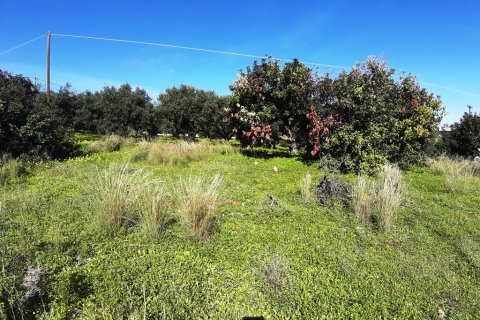 14000m² Land in Malia, Greece No. 56592 10