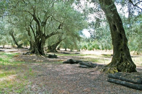 1 bedroom House in Corfu, Greece No. 109055 29