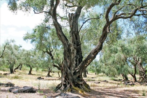 1 bedroom House in Corfu, Greece No. 109055 26